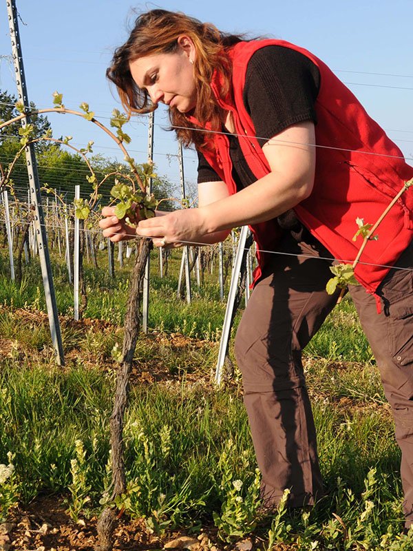 muriel dans les jeunes vignes domaine gueth