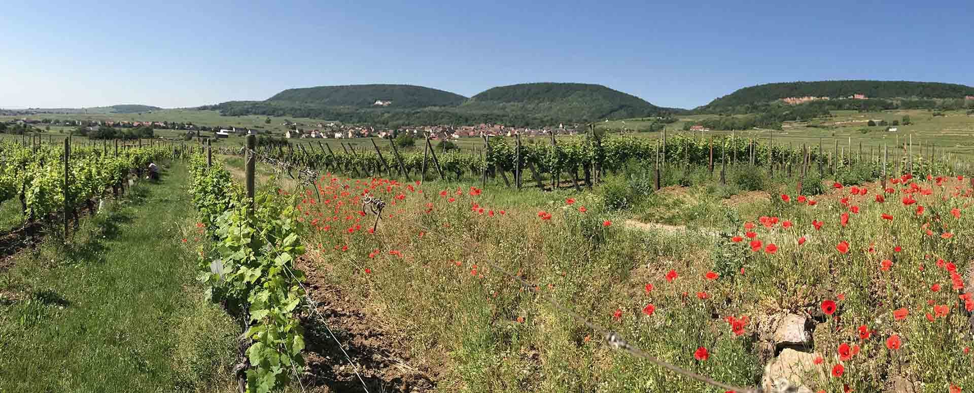 Domaine GUETH — photo 6