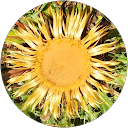 Vins d'Alsace bio à Gueberschwihr, dégustation, oenotourisme et séjours et une touche féminine 105 maia U. profile picture