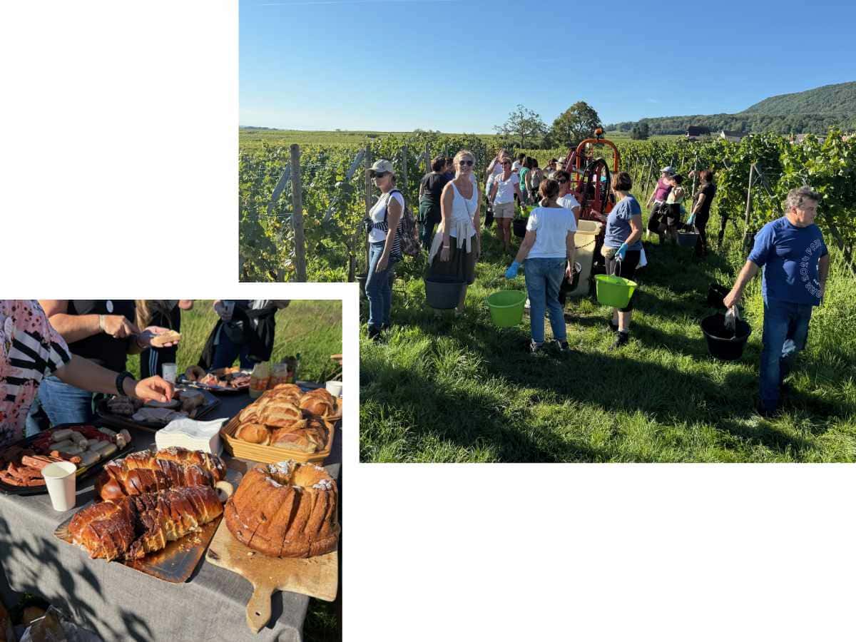 Weintourismus im Elsass, Kellerbesichtigung, Weinprobe 41 Vendangeur d'un jour au Domaine Gueth